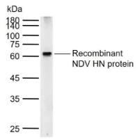 NDV HN Rabbit pAb