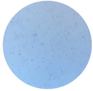 试剂盒推荐 | 百奥益康脂肪组织细胞核悬液制备试剂盒(货号：BA3342）