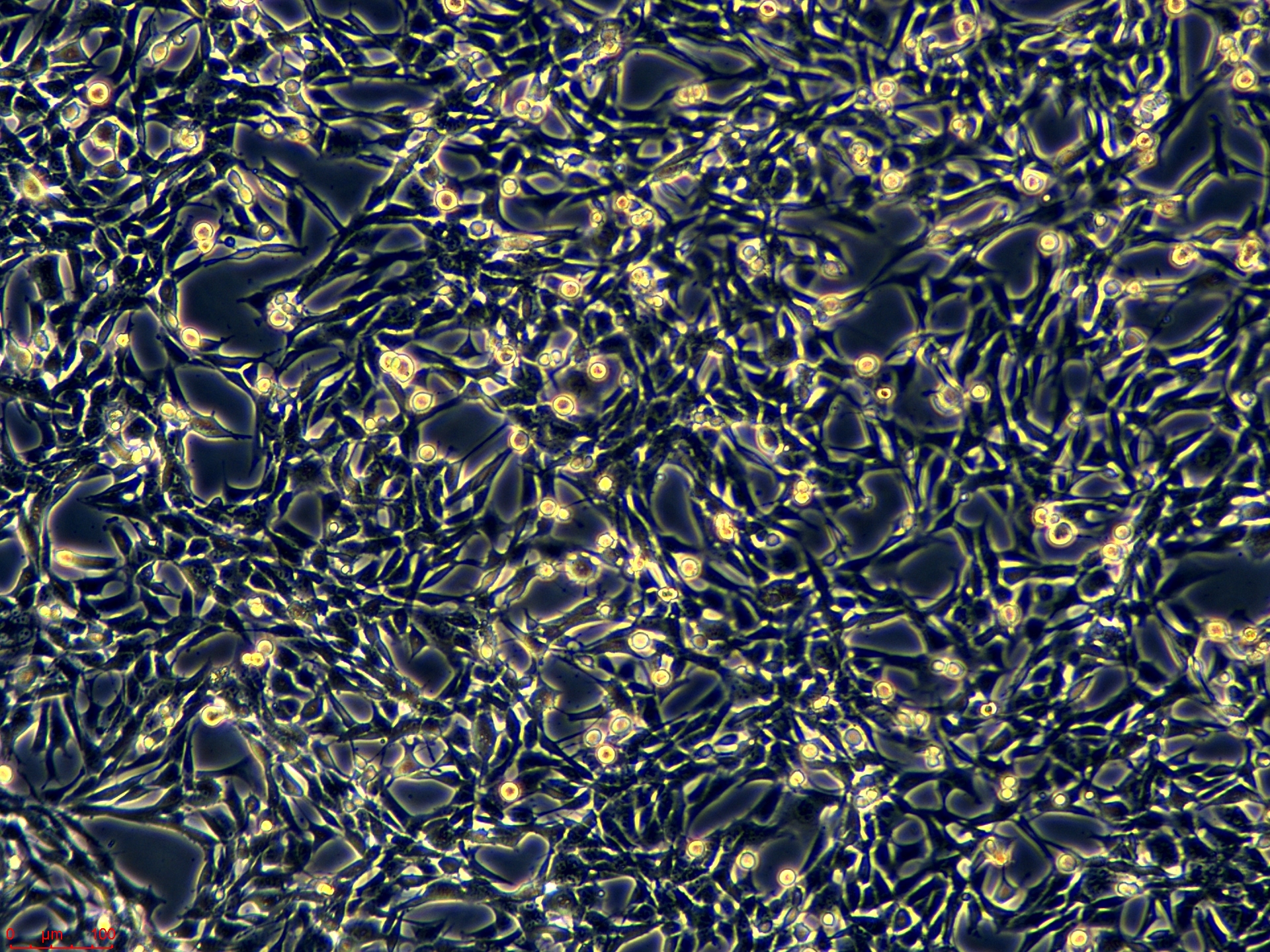 Project_tc-1 luc1_ch00.jpg