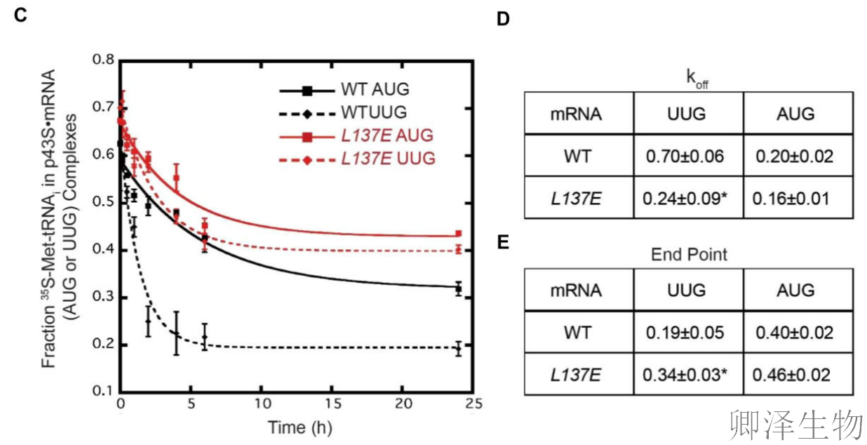 【核糖体蛋白调控翻译】 | 精度调节器：核糖体蛋白uS11/Rps14如何掌控起始密码子的“识别天平”