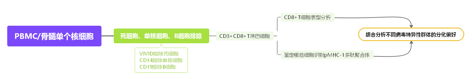 OMIP-002:抗原特异性CD8+T细胞的表型分析