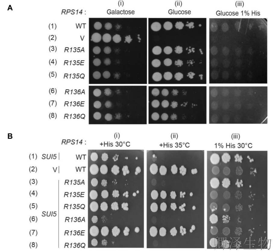 【核糖体蛋白调控翻译】 | 精度调节器：核糖体蛋白uS11/Rps14如何掌控起始密码子的“识别天平”