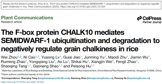 AtaGenix 为中国水稻研究所水稻垩白研究提供定制 CHALK10 和 SD1 蛋白表达及兔多克隆抗体服务