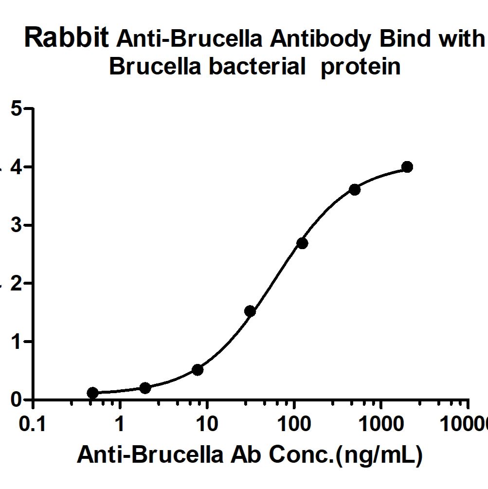 Brucella Rabbit pAb