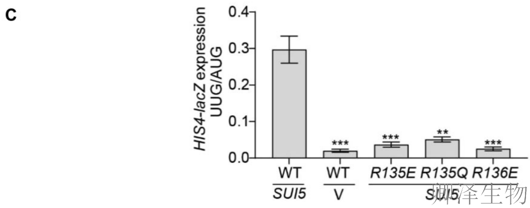 【核糖体蛋白调控翻译】 | 精度调节器：核糖体蛋白uS11/Rps14如何掌控起始密码子的“识别天平”