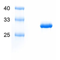 Recombinant PRRSV-GP5 protein, N-Trx-His