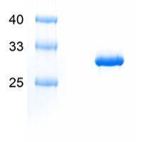Recombinant PRRSV-GP5 protein, N-Trx-His