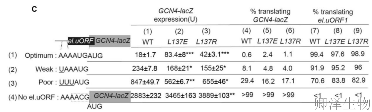 【核糖体蛋白调控翻译】 | 精度调节器：核糖体蛋白uS11/Rps14如何掌控起始密码子的“识别天平”