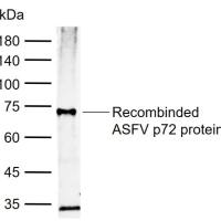 ASFV p72 Rabbit pAb