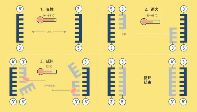 聚合酶链式反应（PCR）原理