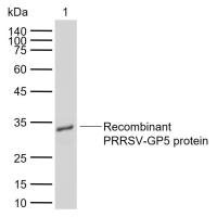 PRRSV-GP5 Rabbit pAb