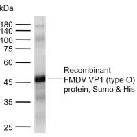 FMDV VP1 protein (type O) Rabbit pAb