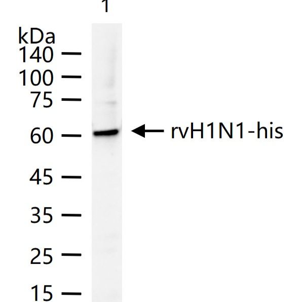 H1N1 Matrix Protein 1 Rabbit pAb
