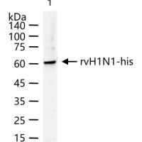 H1N1 Matrix Protein 1 Rabbit pAb