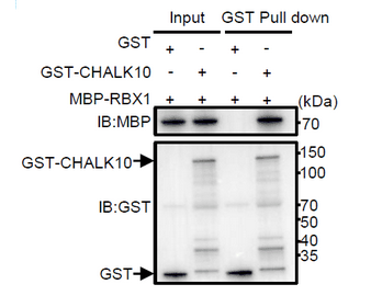 AtaGenix 为中国水稻研究所水稻垩白研究提供定制 CHALK10 和 SD1 蛋白表达及兔多克隆抗体服务