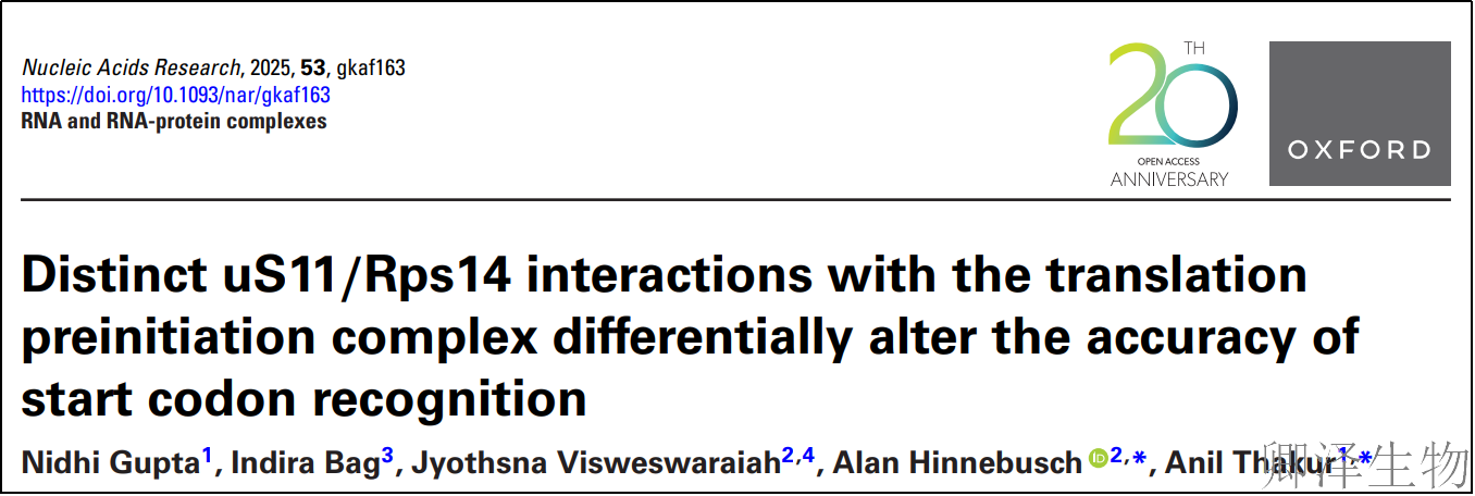 【核糖体蛋白调控翻译】 | 精度调节器：核糖体蛋白uS11/Rps14如何掌控起始密码子的“识别天平”