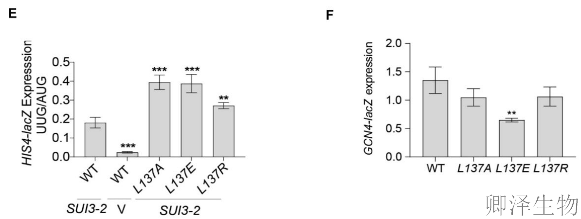 【核糖体蛋白调控翻译】 | 精度调节器：核糖体蛋白uS11/Rps14如何掌控起始密码子的“识别天平”