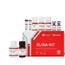 ElaBoXTM小鼠巨噬细胞集落刺激因子检测试剂盒