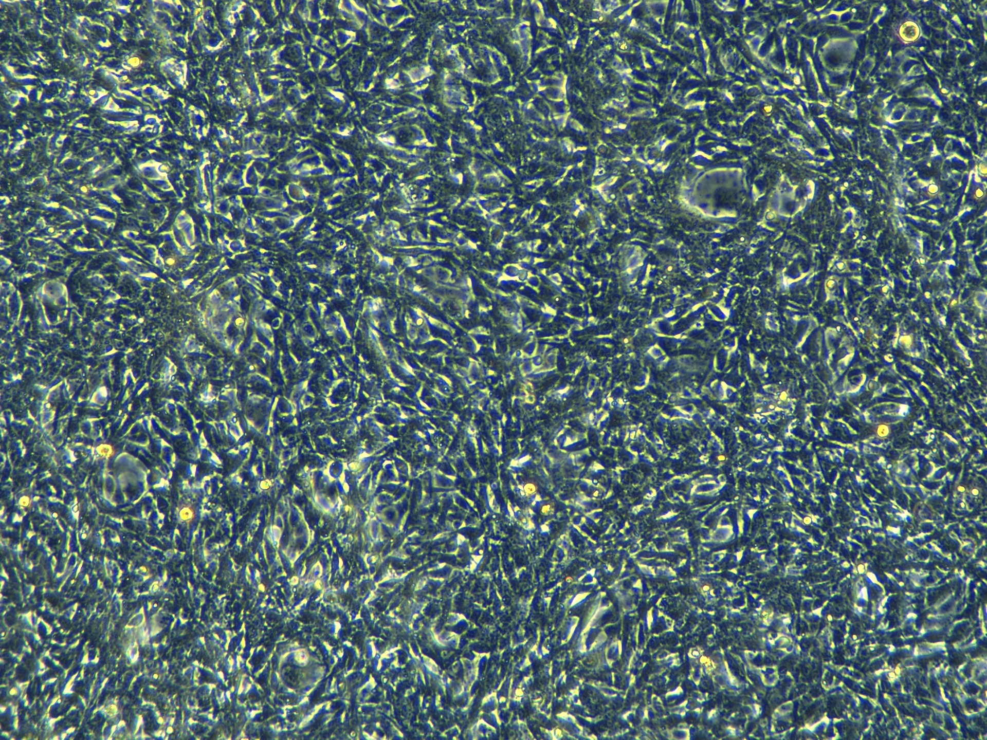 20250526_TC-1 luc1_ch00.jpg