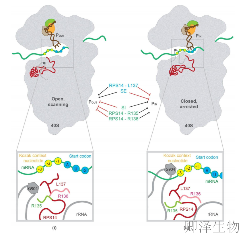 【核糖体蛋白调控翻译】 | 精度调节器：核糖体蛋白uS11/Rps14如何掌控起始密码子的“识别天平”