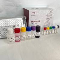 人（Human）CITH3-DNA复合物（CITH3-DNA）ELISA检测试剂盒