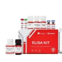 ElaBoXTM小鼠趋化因子配体28(CCL28)ELISA检测试剂盒