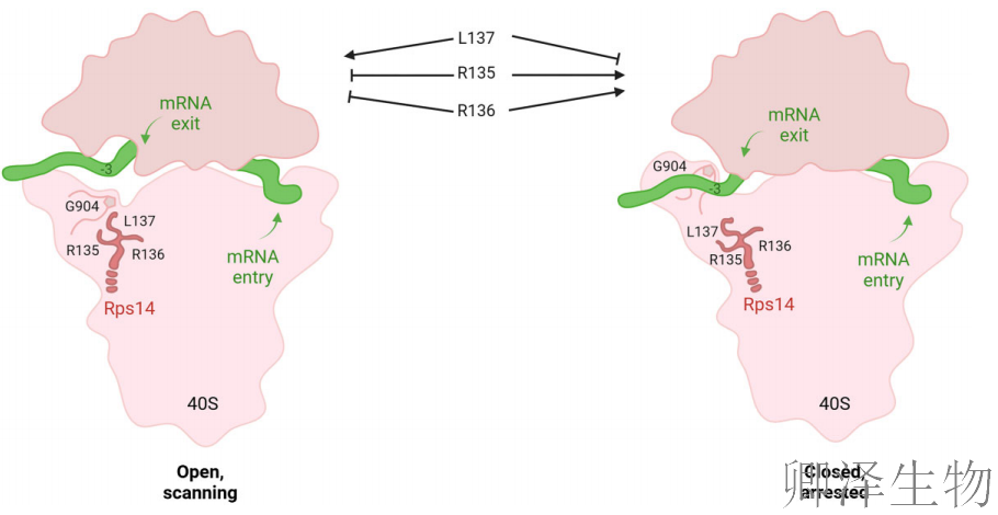 【核糖体蛋白调控翻译】 | 精度调节器:核糖体蛋白uS11/Rps14如何掌控起始密码子的“识别天平”