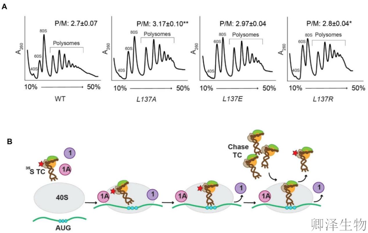 【核糖体蛋白调控翻译】 | 精度调节器：核糖体蛋白uS11/Rps14如何掌控起始密码子的“识别天平”