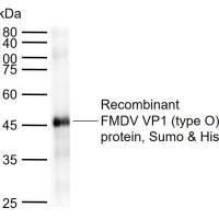 FMDV VP1 protein (type O) Mouse mAb