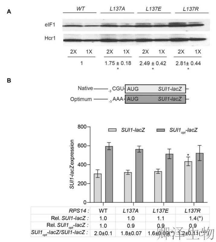 【核糖体蛋白调控翻译】 | 精度调节器：核糖体蛋白uS11/Rps14如何掌控起始密码子的“识别天平”