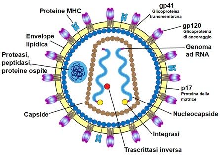 长期研究表明HIV-2比之前认为的更为致命性