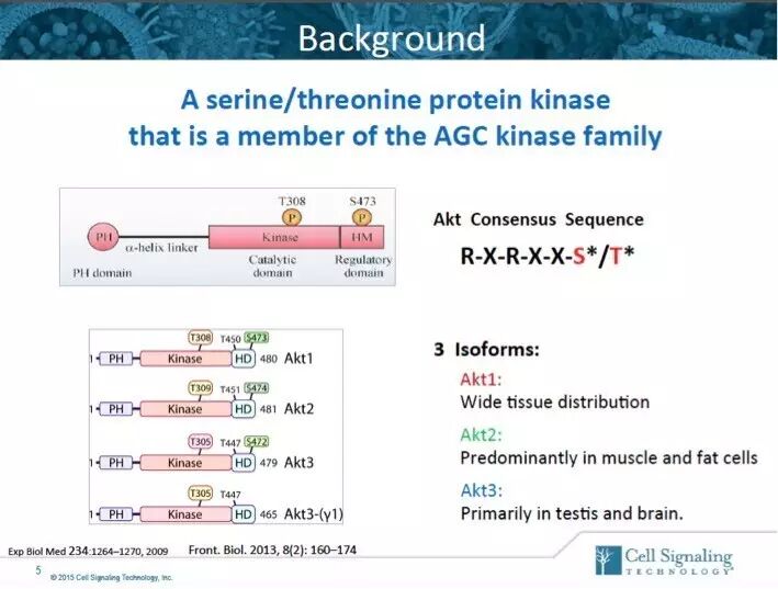 指尖上的PPT，讲述Akt的魅力故事。
