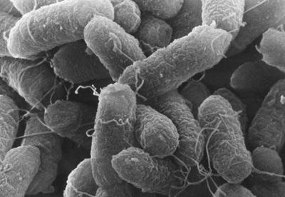 沙门氏菌的生物学特性及常规检测方法的介绍