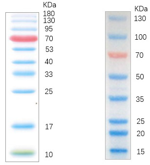彩虹预染蛋白质Marker，WB稳了