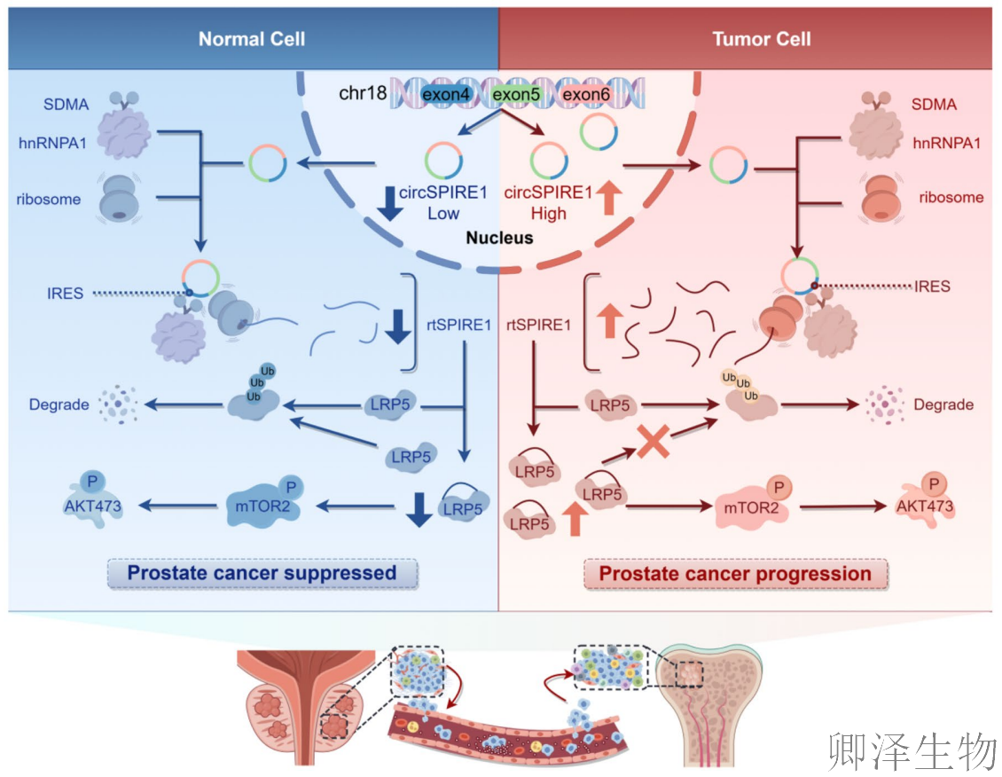 【circRNA翻译】 | 环状RNA编码新型蛋白，成前列腺癌治疗新靶点！