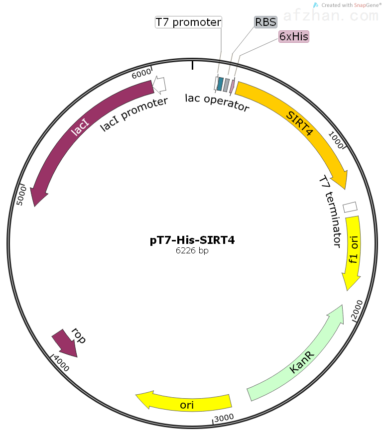 稳定转染细胞株的构建原理-----@乔羽新闻