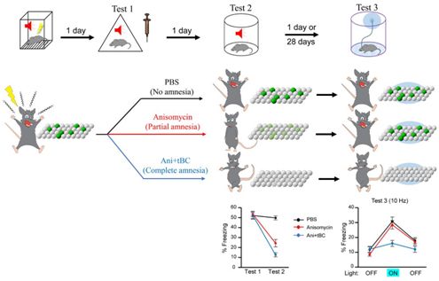 揭示突触特异性的可塑性区分关联记忆之谜