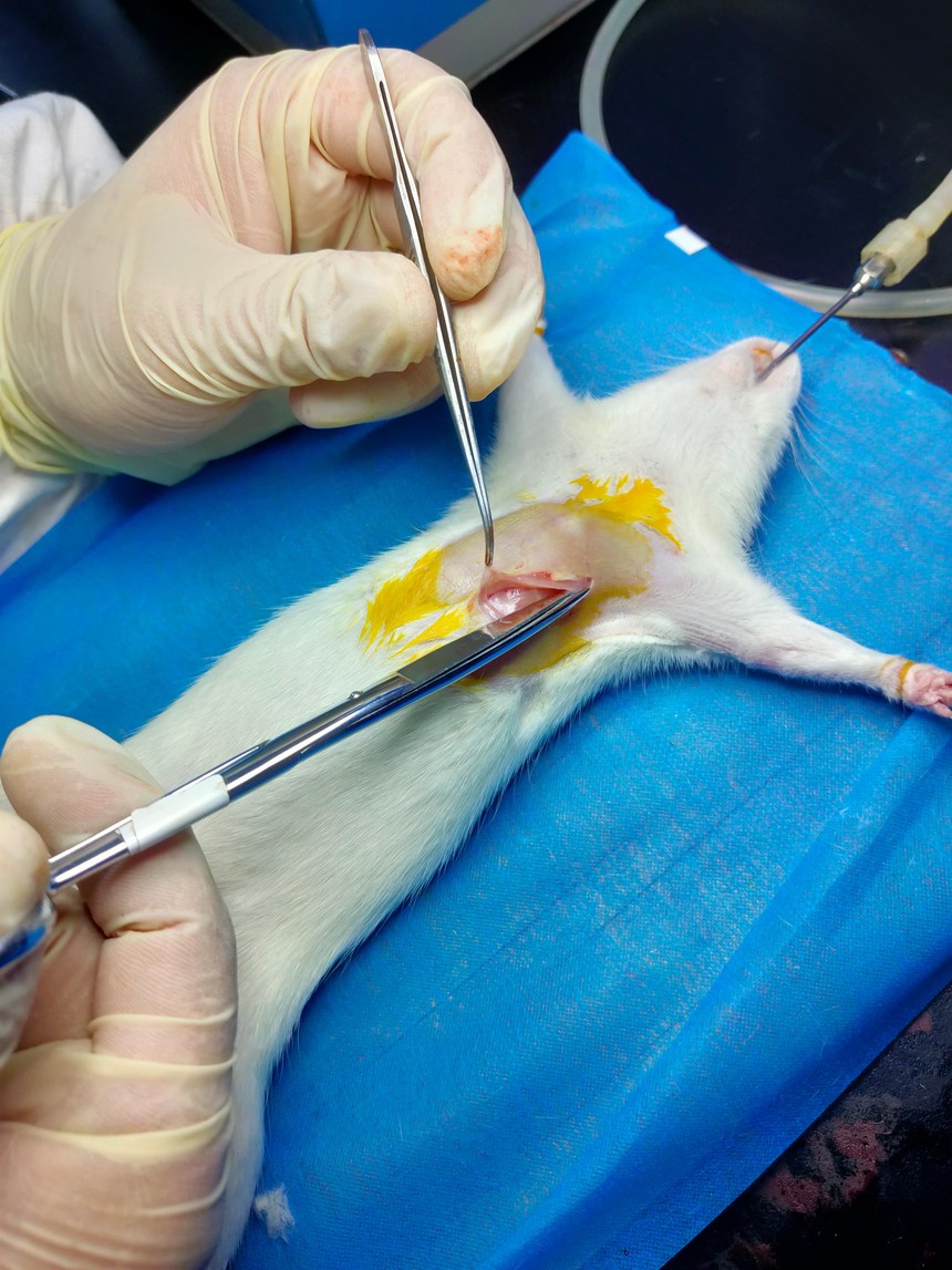 大鼠心肌缺血再灌注模型制备 大鼠心肌缺血再灌注模型制备