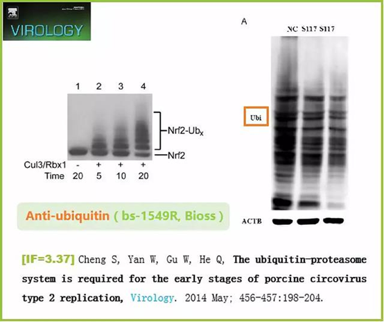 只会半定量分析？来看WB的灵活运用吧