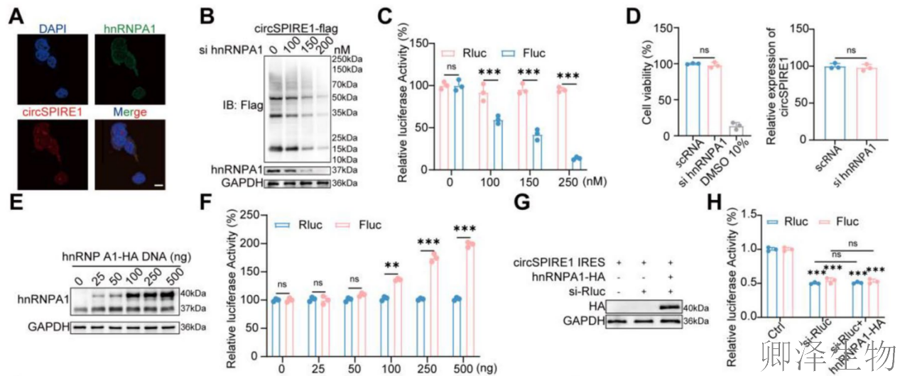 【circRNA翻译】 | 环状RNA编码新型蛋白，成前列腺癌治疗新靶点！