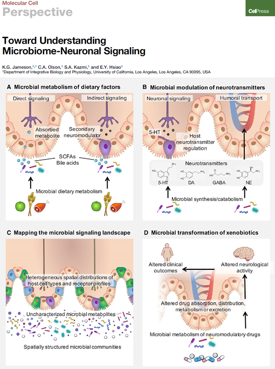 Molecular Cell | 肠道菌群--新型神经元信号调节因子