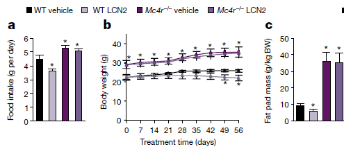 脂质运载蛋白2（LCN2）新发现