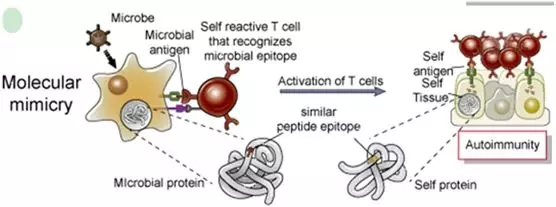 敌我不分何缘由？自身免疫应答