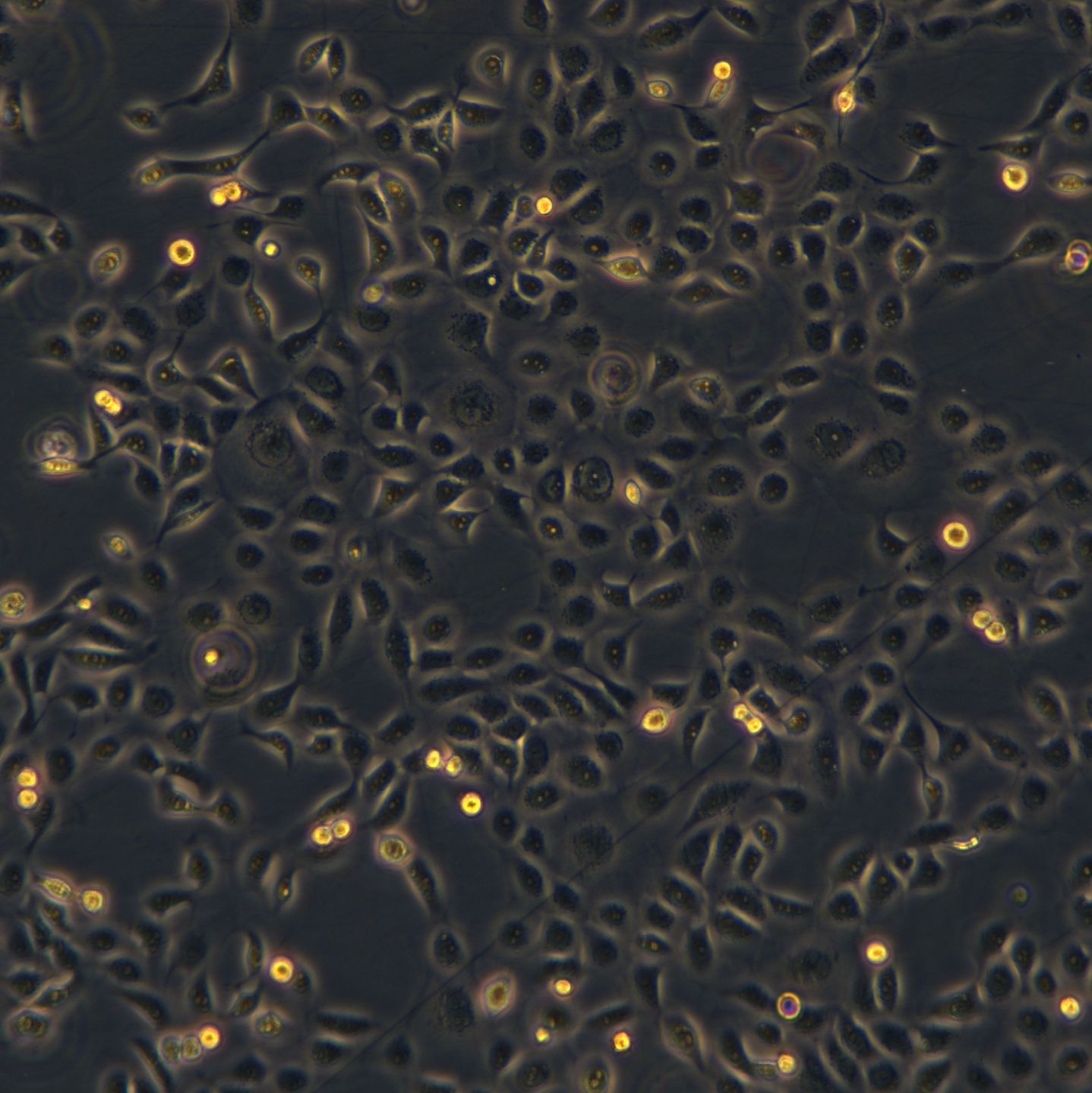 浙江美森-人角膜上皮细胞 永生化 HCE-T