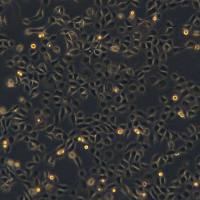 浙江美森-人角膜上皮细胞 永生化 HCE-T