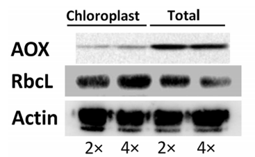 Rubisco抗体精彩文章