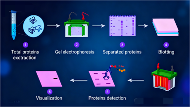 抗体芯片技术：超越Western Blot的高通量蛋白分析方案