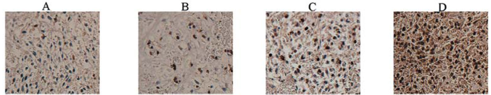 激酶和磷酸酶及抗体-ABBIOTEC抗体蛋白