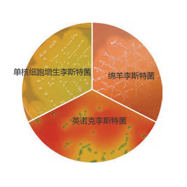 李斯特菌显色培养基的应用