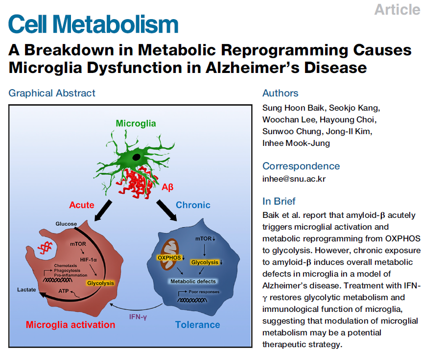 Cell Metabolism｜一种新的阿尔茨海默症治疗策略？